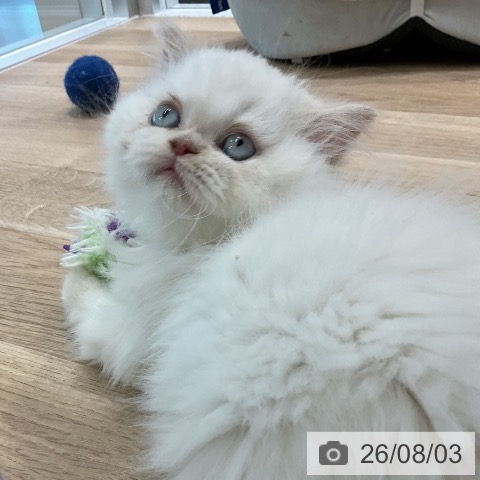 ヒマラヤンの写真