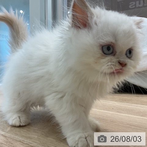 ヒマラヤンの写真