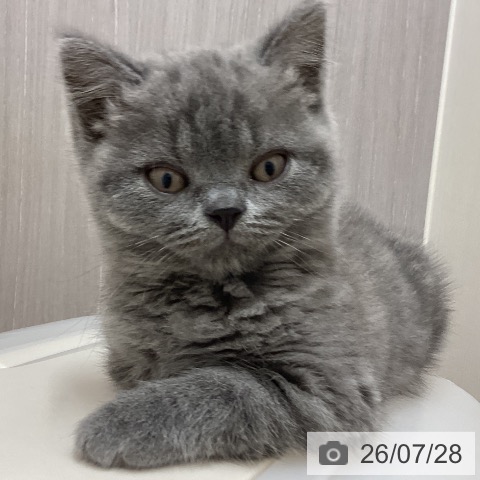 石川県のブリティッシュショートヘアー (ペットプラス 新小松店/2026年5月20日生まれ/男の子/ブルー)の子猫の4枚目の画像