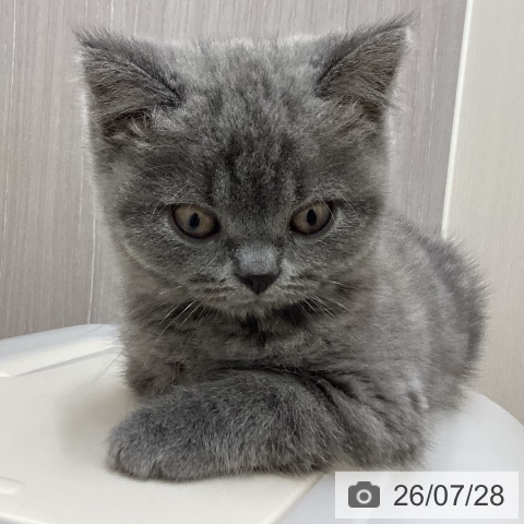 石川県のブリティッシュショートヘアー (ペットプラス 新小松店/2026年5月20日生まれ/男の子/ブルー)の子猫の3枚目の画像