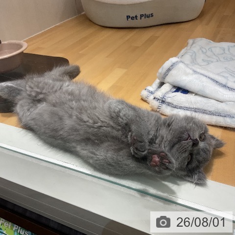 石川県のブリティッシュショートヘアー (ペットプラス 新小松店/2026年5月20日生まれ/男の子/ブルー)の子猫の3枚目の画像