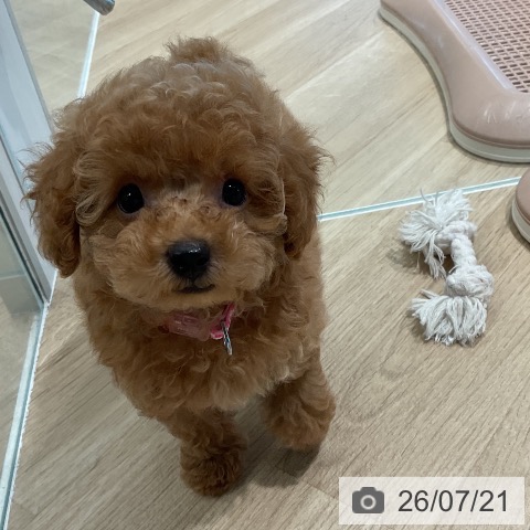 トイ・プードルの写真