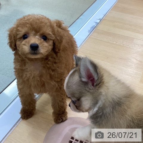 愛知県のトイプードル(トイ) (ペットプラス 三好店/2026年5月20日生まれ/男の子/レッド)の子犬の4枚目の画像