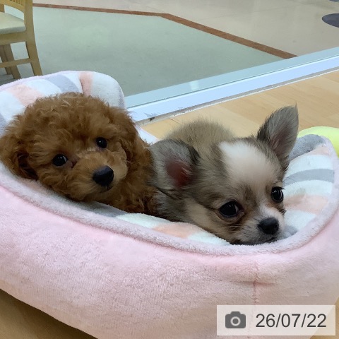 愛知県のトイプードル(トイ) (ペットプラス 三好店/2026年5月20日生まれ/男の子/レッド)の子犬の3枚目の画像