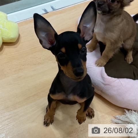 石川県のミニチュアピンシャー (ペットプラス 新小松店/2026年5月20日生まれ/男の子/ブラックタン)の子犬の3枚目の画像