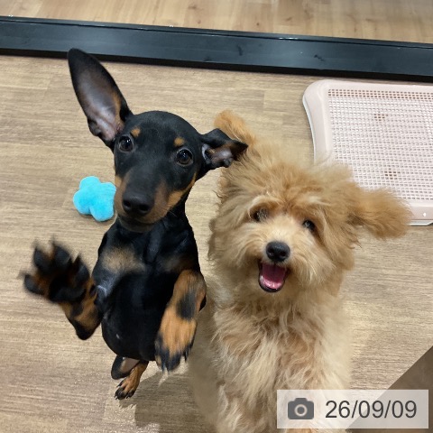 ミニチュア・ピンシャーの写真