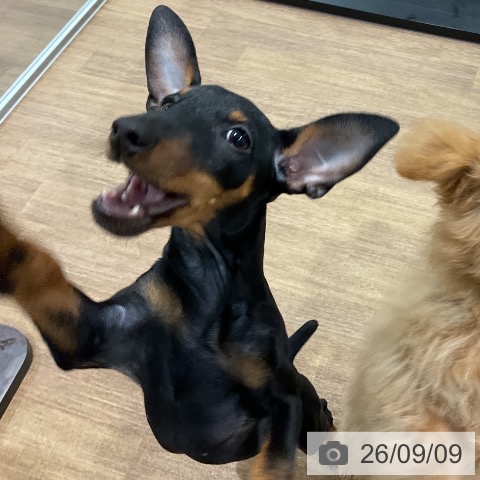 ミニチュア・ピンシャーの写真