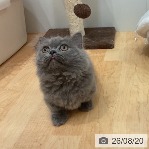 愛知県のマンチカン (ペットプラス 名古屋茶屋店/2026年5月3日生まれ/女の子/ブルー)の子猫の4枚目の画像