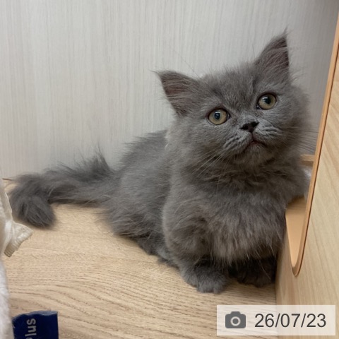 愛知県のマンチカン (ペットプラス 岡崎店/2026年5月3日生まれ/女の子/ブルー)の子猫の3枚目の画像
