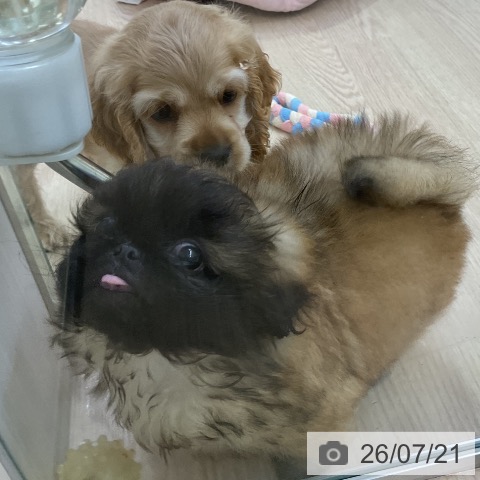 ペキニーズの写真