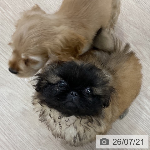 ペキニーズの写真