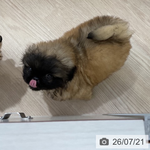 ペキニーズの写真