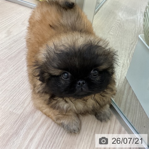 ペキニーズの写真