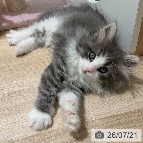 ノルウェージャンフォレストキャットの写真