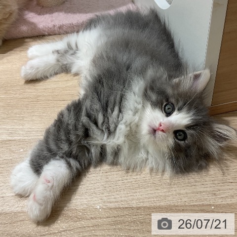 ノルウェージャンフォレストキャットの写真