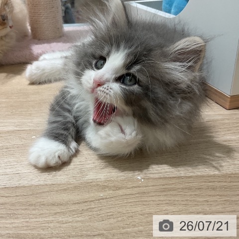 ノルウェージャンフォレストキャットの写真