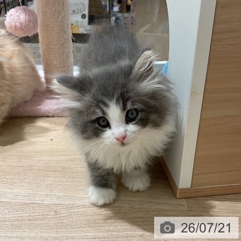 ノルウェージャンフォレストキャットの写真