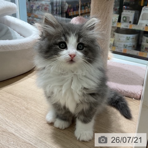 ノルウェージャンフォレストキャットの写真