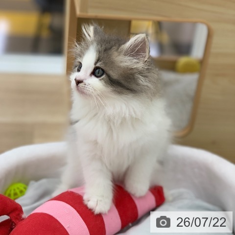 岐阜県のノルウェージャンフォレストキャット (ペットプラス 光ケ丘店/2026年5月20日生まれ/女の子/ブルータビーホワイト)の子猫の4枚目の画像