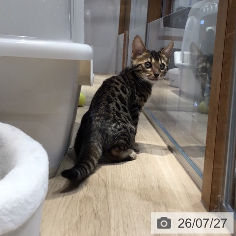 ベンガルの写真