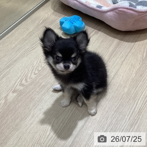 愛知県のチワワ(ロング) (ペットプラス イオンモール長久手店/2026年5月21日生まれ/男の子/ブラッククリーム)の子犬の4枚目の画像