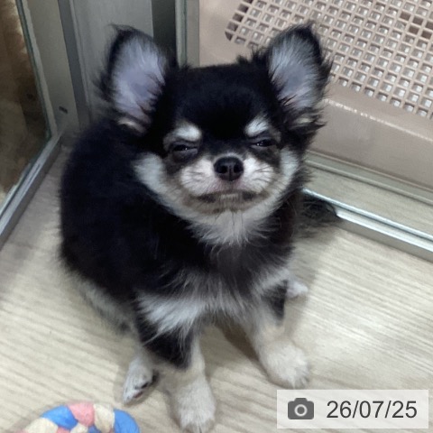 愛知県のチワワ(ロング) (ペットプラス イオンモール長久手店/2026年5月21日生まれ/男の子/ブラッククリーム)の子犬の3枚目の画像