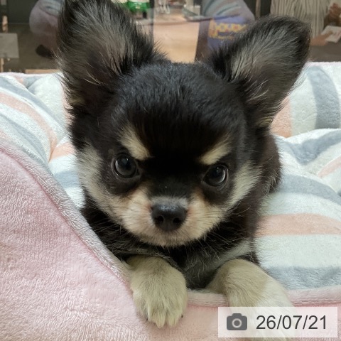 チワワの写真
