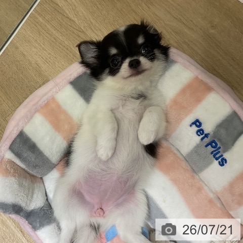 チワワの写真