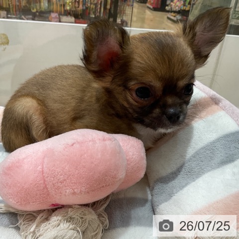 石川県のチワワ(ロング) (ペットプラス 新小松店/2026年5月15日生まれ/男の子/フォーン)の子犬の3枚目の画像