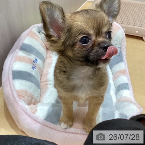 石川県のチワワ(ロング) (ペットプラス 新小松店/2026年5月15日生まれ/男の子/フォーン)の子犬の4枚目の画像