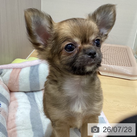 石川県のチワワ(ロング) (ペットプラス 新小松店/2026年5月15日生まれ/男の子/フォーン)の子犬の3枚目の画像