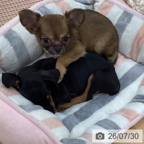 石川県のチワワ(ロング) (ペットプラス 新小松店/2026年5月15日生まれ/男の子/フォーン)の子犬の3枚目の画像