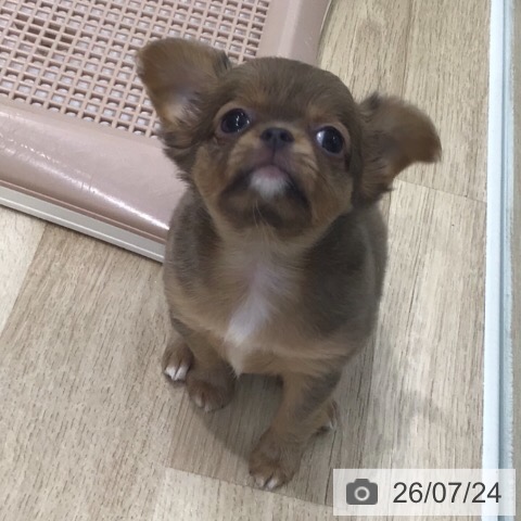 チワワの写真