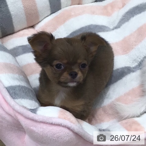 チワワの写真