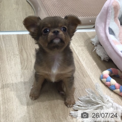 チワワの写真