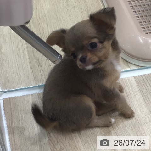 チワワの写真