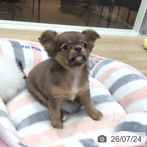 チワワの写真