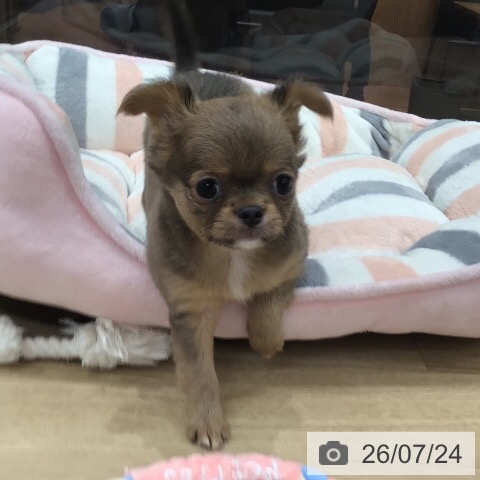 チワワの写真