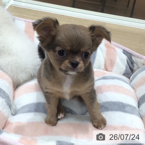 岐阜県のチワワ(ロング) (ペットプラス 各務原店/2026年5月15日生まれ/女の子/フォーン)の子犬の4枚目の画像