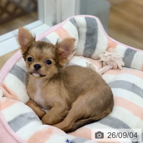 岐阜県のチワワ(ロング) (ペットプラス 光ケ丘店/2026年5月15日生まれ/女の子/フォーン)の子犬の4枚目の画像
