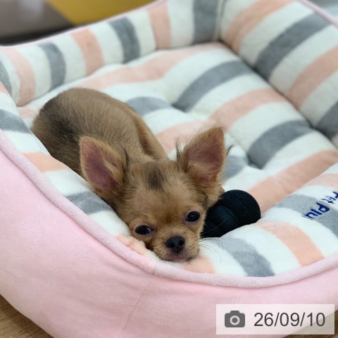 岐阜県のチワワ(ロング) (ペットプラス 光ケ丘店/2026年5月15日生まれ/女の子/フォーン)の子犬の4枚目の画像