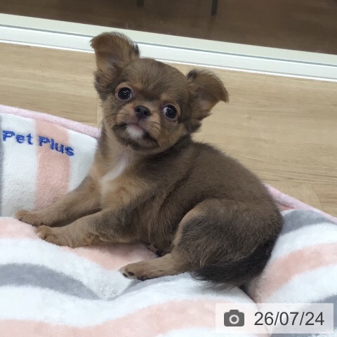 岐阜県のチワワ(ロング) (ペットプラス 各務原店/2026年5月15日生まれ/女の子/フォーン)の子犬の3枚目の画像