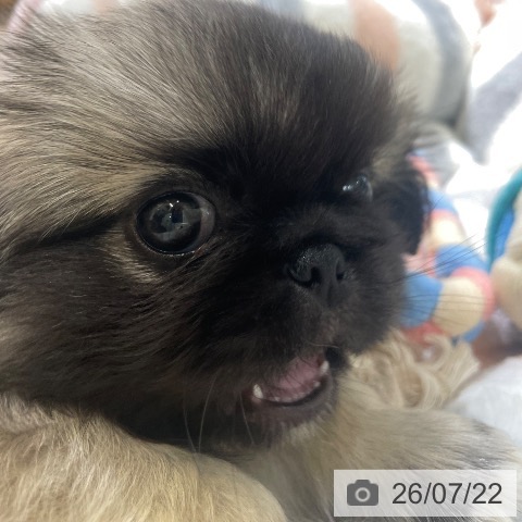 富山県のペキニーズ (ペットプラス 高岡店/2026年5月18日生まれ/男の子/フォーンホワイト)の子犬の4枚目の画像