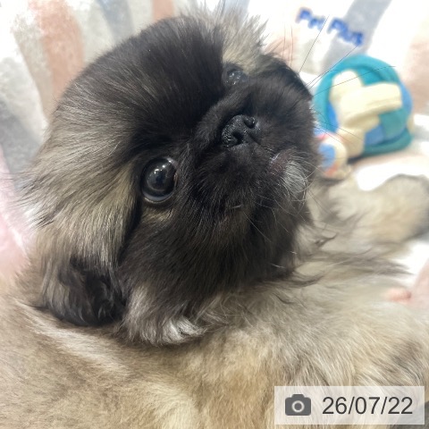 富山県のペキニーズ (ペットプラス 高岡店/2026年5月18日生まれ/男の子/フォーンホワイト)の子犬の3枚目の画像