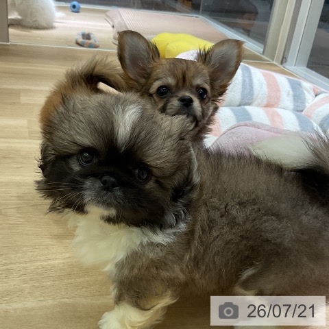 ペキニーズの写真
