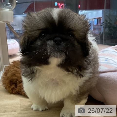 ペキニーズの写真
