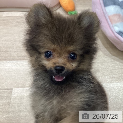 宮城県のポメラニアン (ペットプラス 名取店/2026年5月11日生まれ/男の子/オレンジセーブル)の子犬の3枚目の画像