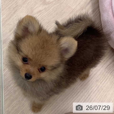 埼玉県のポメラニアン (ペットプラス 川口店/2026年5月11日生まれ/女の子/オレンジ)の子犬の4枚目の画像
