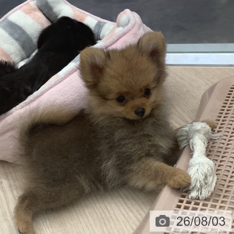 埼玉県のポメラニアン (ペットプラス 川口店/2026年5月11日生まれ/女の子/オレンジ)の子犬の3枚目の画像