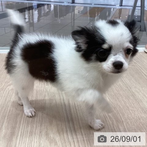 チワワの写真